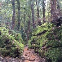 Puzzlewood - a trip into mystery; exploring possible Star Wars VII: The Force Awakens filming location